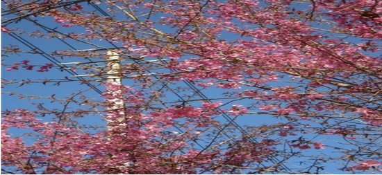 昆明理工大学医学院简介录取分数线_招生信息