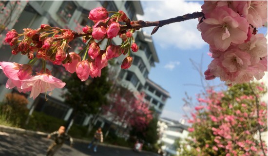 昆明卫生职业学院寝室宿舍条件与学校食堂环境图片_招生信息