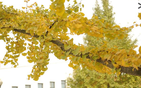 西南民族大学简介录取分数线_招生信息